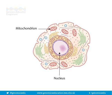 #Genomics presentation coming up? Our collection of free-to-use diagrams might come in handy! socsi.in/OqT8m  #genetics #biology #geneticseducation #genomicseducation #biologyeducation