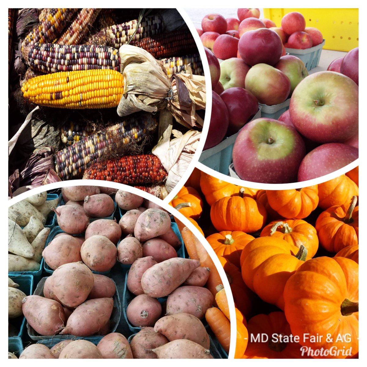 MDStateFair's tweet photo. Find your decorative and delicious Fall produce at the #BaltoCo #FarmersMarket at the #MarylandStateFairgrounds, 10AM - 1PM, today and next Wednesday. https://t.co/NAKetJhvKF