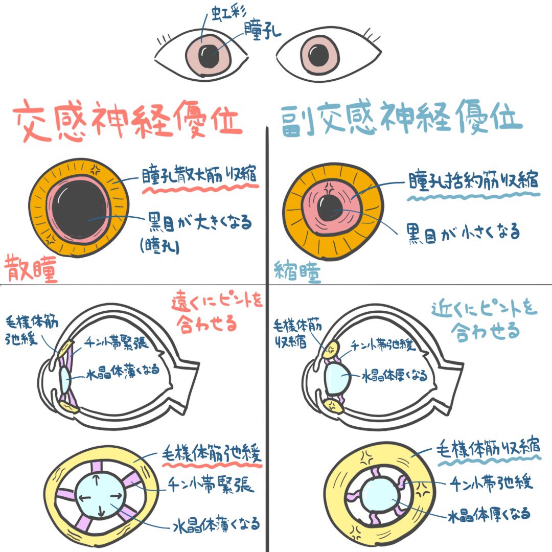 ゴロ 解剖生理イラスト Su Twitter パッと見で分かる 自律神経の作用 交感神経優位ー瞳孔散大筋収縮 散瞳 ー毛様体筋弛緩 副交感神経優位ー瞳孔括約筋収縮 縮瞳 ー毛様体筋収縮