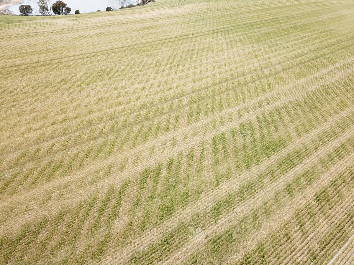 QuentenKnight's tweet photo. Easy to see where the clay delving tines have been, big #deepripping response by removing soil compaction #onfarmtrials https://t.co/wiI1BKFHkY
