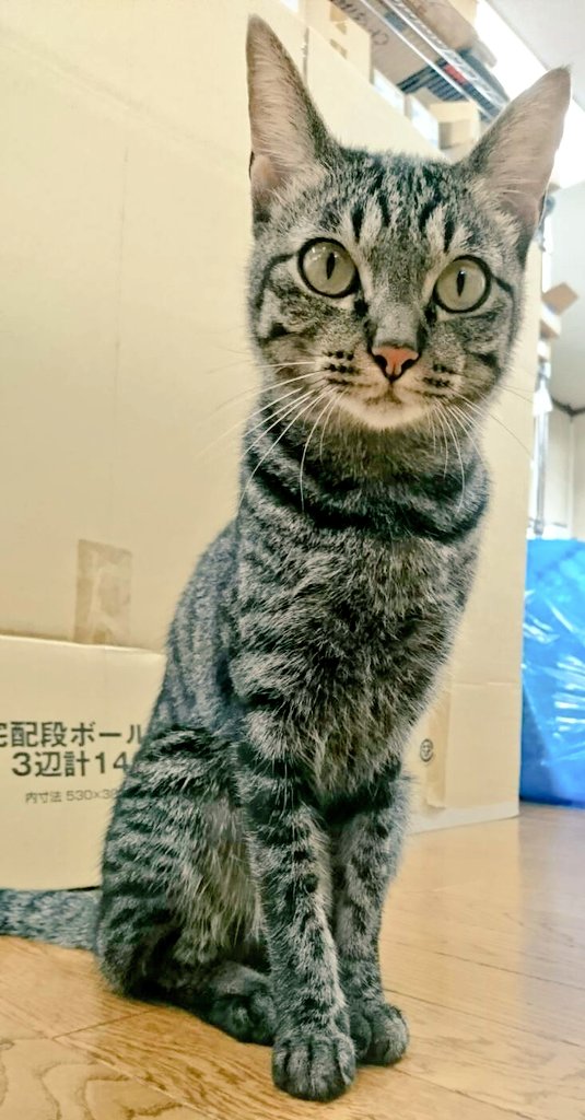 シュッとした美人 