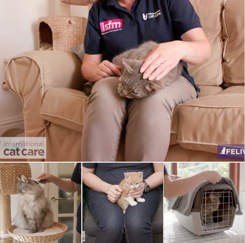 Earlier this year, we launched a set of cat handling videos with @CevaSanteAnimal

13 owner videos were produced which are perfect to share with your cat clients to help them get their cat(s) used to the carrier, accept having their eyes checked and more: icatcare.org/advice/cat-han…