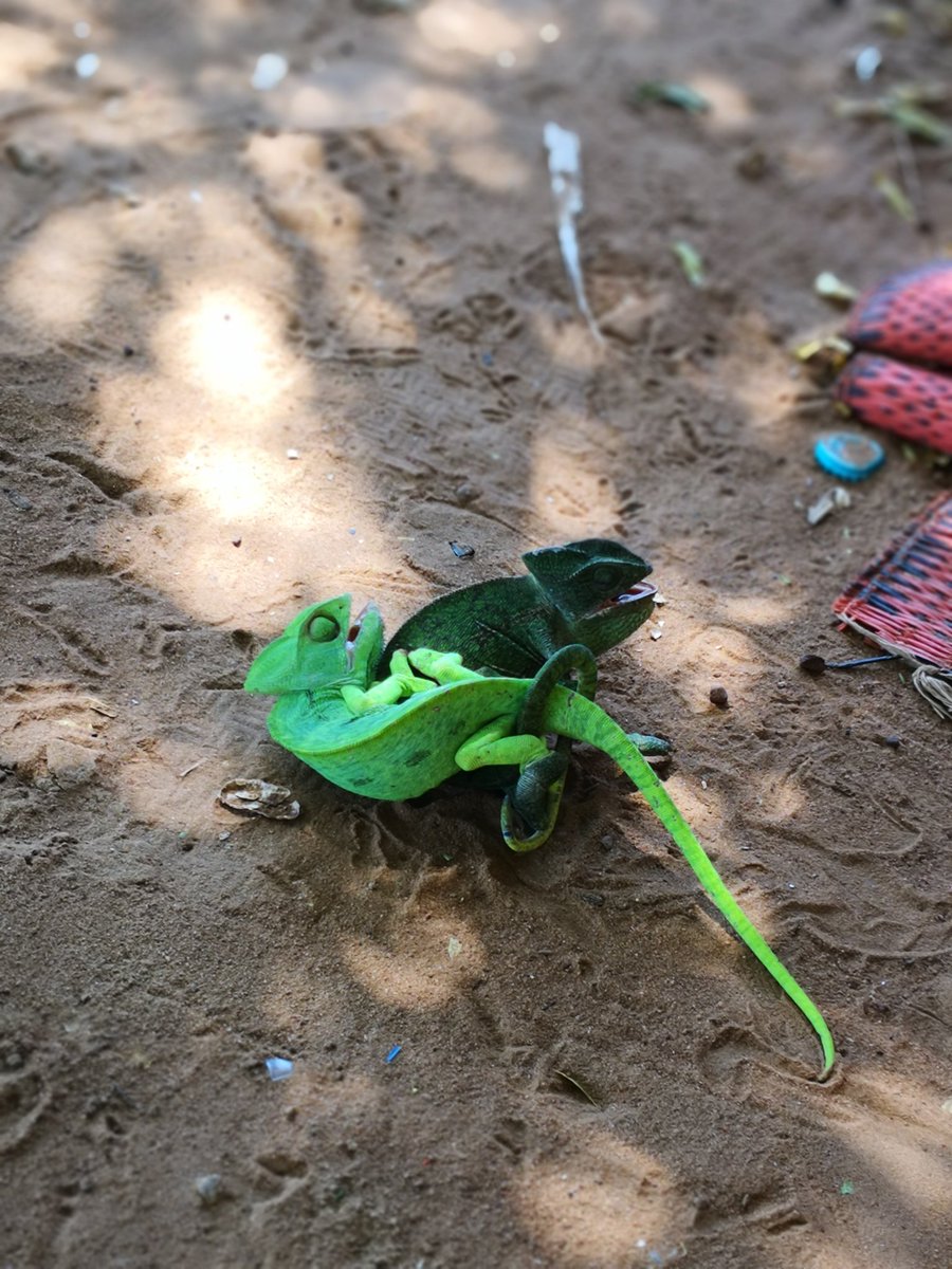 AbNrRZ's tweet photo. Witnessed two chameleons that fell from the tree mating. It was an amazing experience.
Power of nature
#Huawei
#Mate10Pro
#HuaweimobileAI
@nature
@NatGeo
@HuaweiMobile
@HuaweiDeviceUSA
@HuaweiMalaysia https://t.co/b2VgWintI8