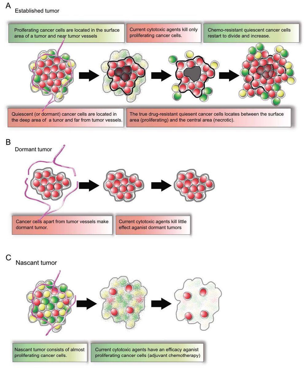 Cells_MDPI's tweet photo. #mdpicells Our new #publication ➡️ Real-Time Determination of the Cell-Cycle Position of Individual Cells within Live #Tumors Using FUCCI #Cell_Cycle #Imaging @MDPIOpenAccess #FUCCI #fluorescent_proteins
Available online: https://t.co/IkV8Fbkh98 https://t.co/vAfVZgFwaG