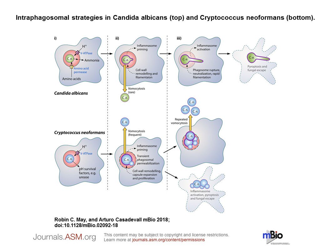 ACasadevall1's tweet image. Commentary with @RobinMay9 on terrific paper from Grinstein &amp;amp; Hube labs @mbiojournal showing that Candida wrecks phagosome by filamenting. Intracellular microbes modify phagosome to survive but both Candida &amp;amp; Cryptococcus wreck them with physical violence mbio.asm.org/content/9/5/e0…