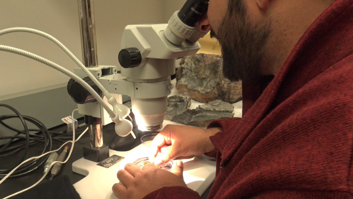 samcooley's tweet image. Identifying features of prehistoric feathers while looking at strange 100 million year old pieces of amber isn't easy. With Arjan Mann @CUnewsroom Carleton Earth Sciences #paleolab #herzberg #prehistoric #cretaceous #tanai #myanmar #kachin #ottawanews #ottawa #asia #burmite