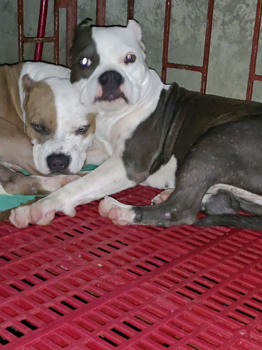 Limitless00001's tweet image. Ember and Stormi . #ukcbully #abkcbully