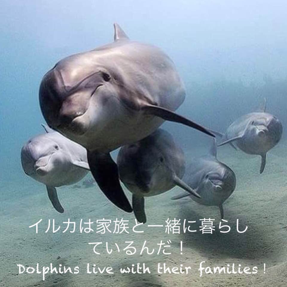 🐬 Dolphin Angels 🌱 Ⓥ tweet media