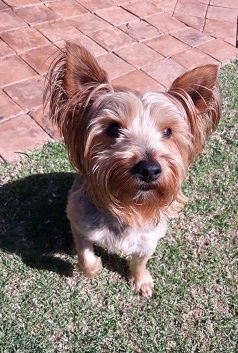 SAYorkieRescue's tweet photo. Gauteng Centurion:Lively,energetic #yorkie boy for adoption. This intelligent #yorkshireterrier loves to swim and enjoys going for walks. Read more about him:
https://t.co/fffp7f6xB5
#SAYorkieRescue #SAYRGauteng https://t.co/w3XZbmMVWf