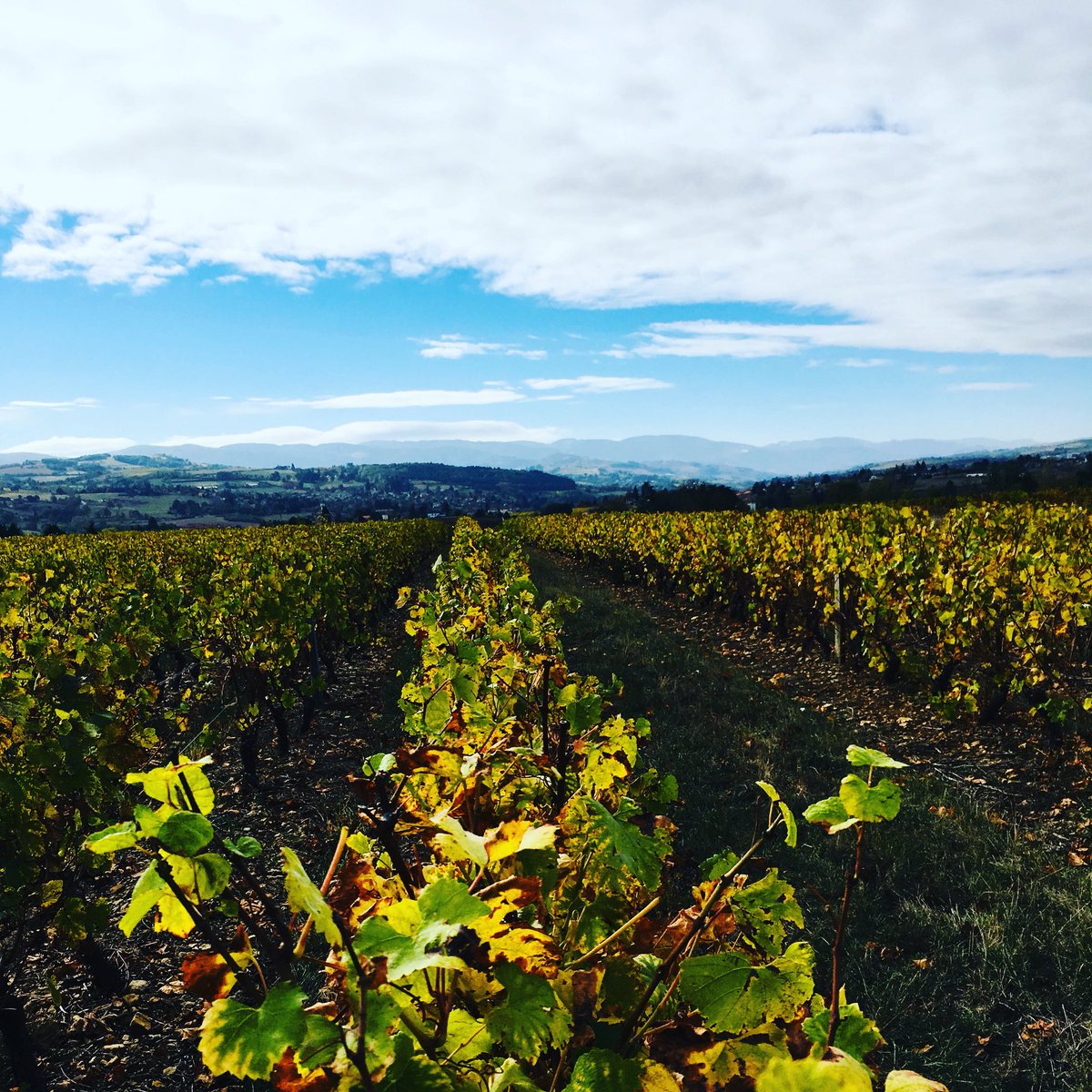 feledulocal.fr tweet media