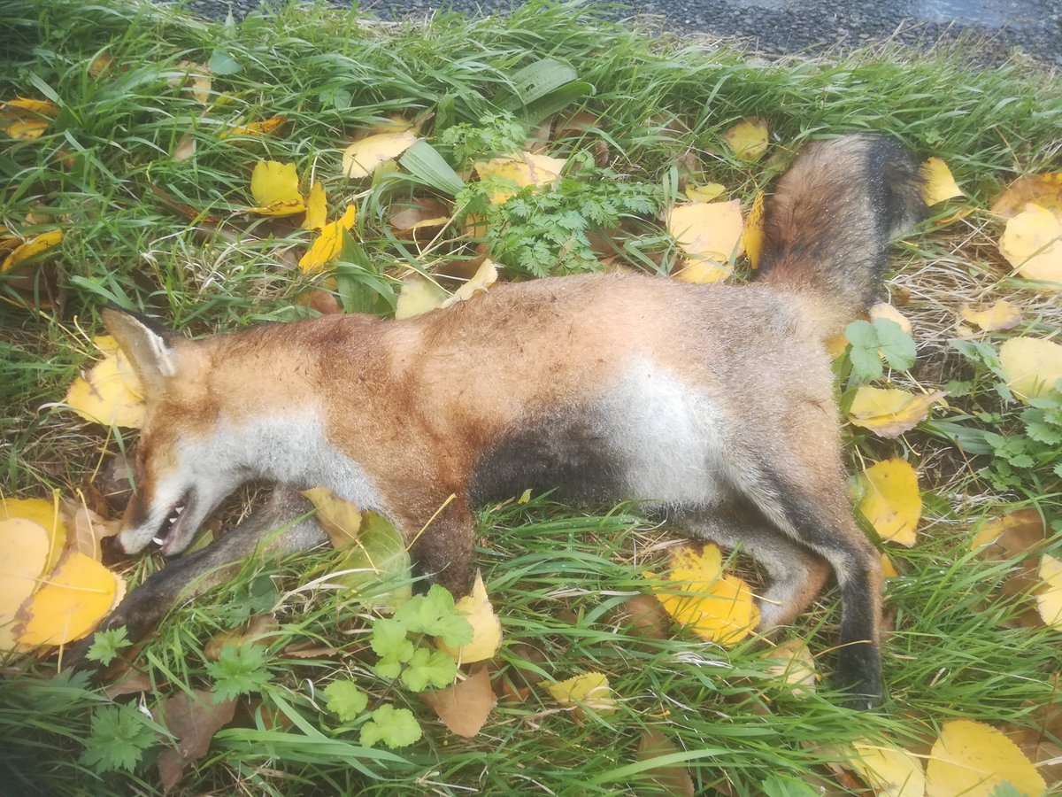 Deflevobij's tweet image. Dit vosje heeft de oversteek van de N711 bij Swifterbant niet gehaald helaas.