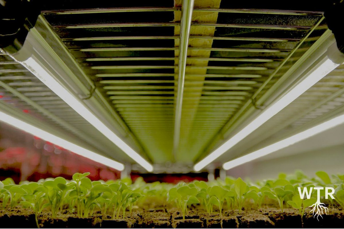 We The Roots tweet media