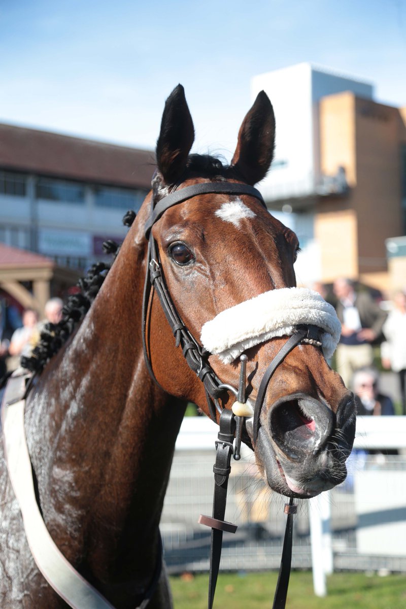 Fontwell Park tweet media