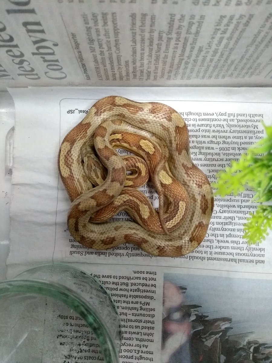 PetsLocated's tweet photo. Brown Snake/Reptile found in Isleworth (TW7) on 16th October 2018 #foundsnake/reptiles #foundpets https://t.co/k1RLN7RuB7 https://t.co/cWq3sKWQFd