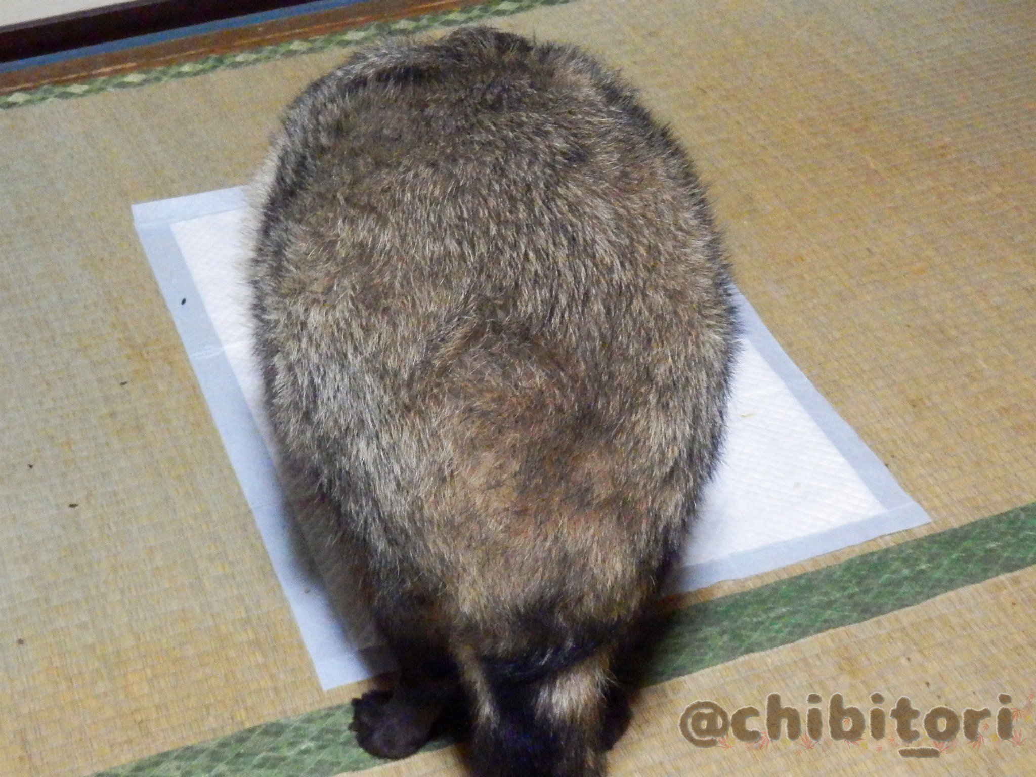たぬきねこ в X: „今日はとても暑かったので口を開けゼーハー