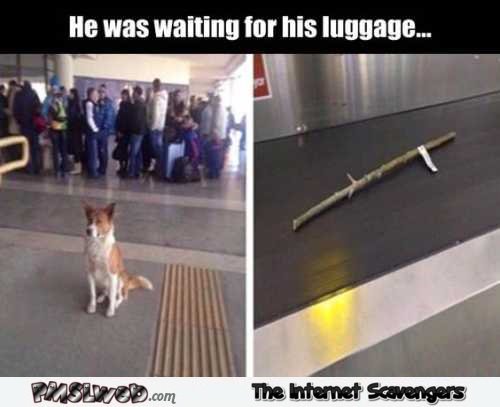 totallydriven's tweet image. Waiting on your luggage at the airport like a good boy.
🐕
 BOOK YOUR RIDE TO THE AIRPORT
 TotallyDriven.co.uk
 Use code OCTOBER15 for 15% OFF
 [Offer Ending Soon]
 #Airport #AirportTransfer #London #LondonAirport #LondonTaxi #Taxi #Meme #Dog #Doggo #Discount #DiscountCode