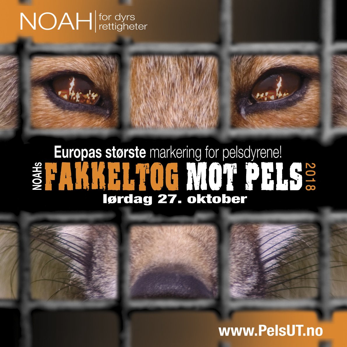 MØT OPP i NOAHs #fakkeltogMOTpels til lørdag! Vi krever at politikerne holder ord og legger loven om forbud mot pelsdyroppdrett på bordet NÅ! dyrsrettigheter.no/pelsdyr/noahs-…