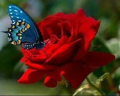 Miems Jansen van Vuuren tweet media