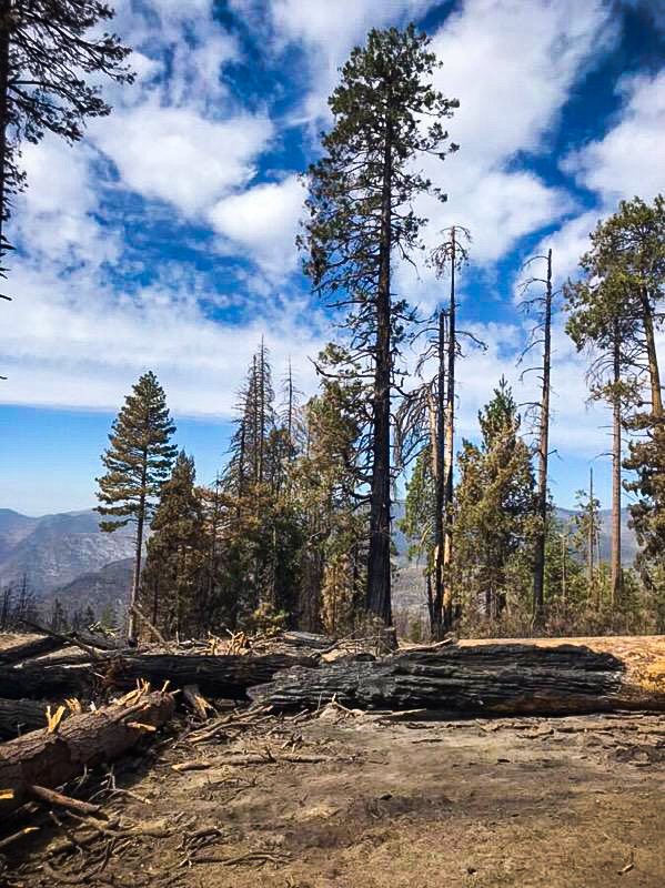 emLabUCSB's tweet image. Click the link below to read our newest #emLab blog post! Andrew Plantinga and Alina Werth provide an overview of the incentives, costs, and risks associated with living near wildland vegetation in CA. #research @sfgucsb emlab.msi.ucsb.edu/news/blog/play…