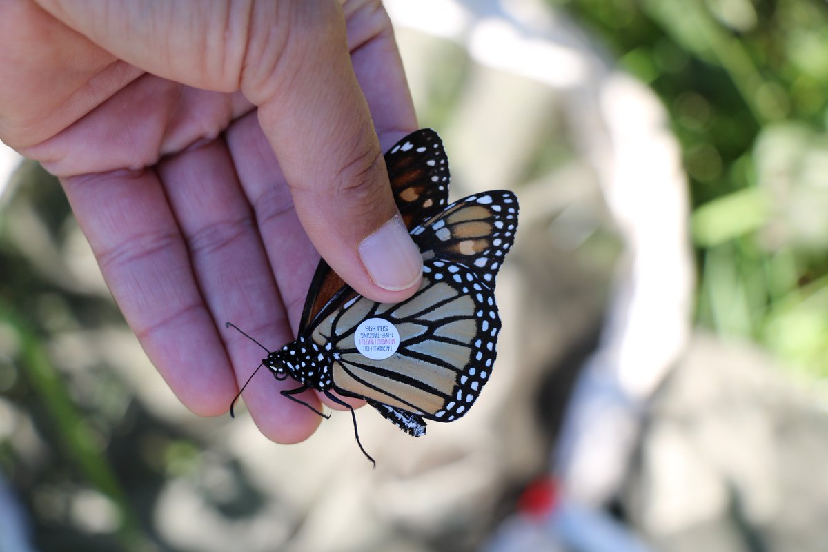gsmitremont's tweet photo. Today is a beautiful day to tag monarch butterflies in @GreatSmokyNPS! Big thanks to @wvlt for joining us. #citizenscience #monarchtagging #gsmnp #smokymountains https://t.co/ohMUdqe92P