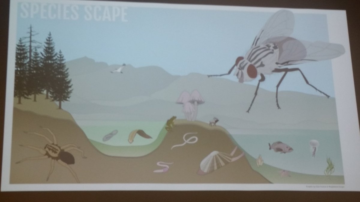 Mallorywemple1's tweet photo. Ant picnic...insect species outrank mammal species by 200% #BTG https://t.co/xYuXor5PHd