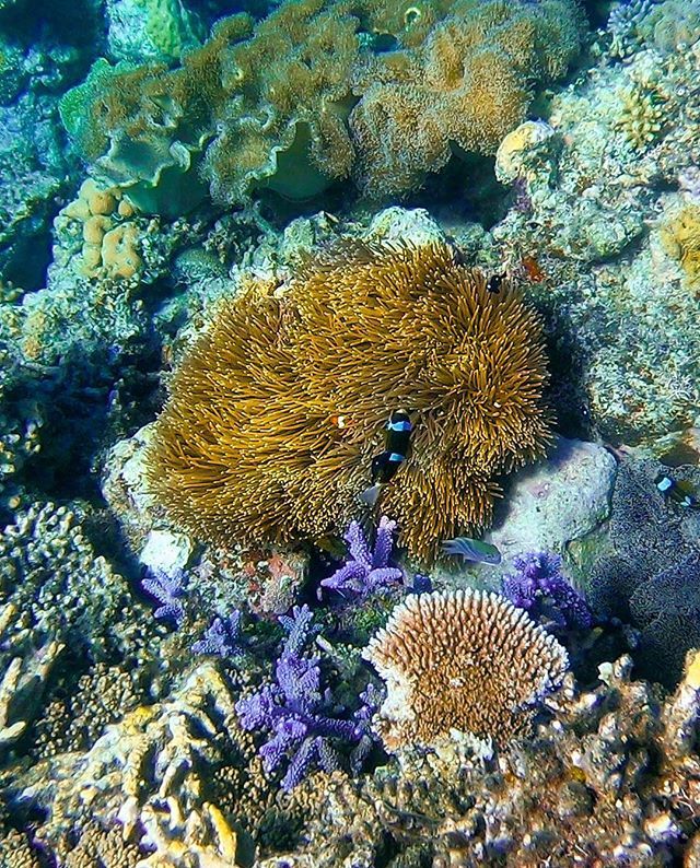 tommyc_53's tweet photo. Finding Nemo out on The Great Barrier Reef with @reefmagiccruises !!
.
📍The Great Barrier Reef, Australia
.
.
.
#reefmagic #reefmagiccruises #experienceco #greatbarrierreef #tropicaljourneys #travelloapp #ultimateoz #adventurequeensland #australia #t… https://t.co/YMiPutUXVU https://t.co/nDYmMW6oSQ