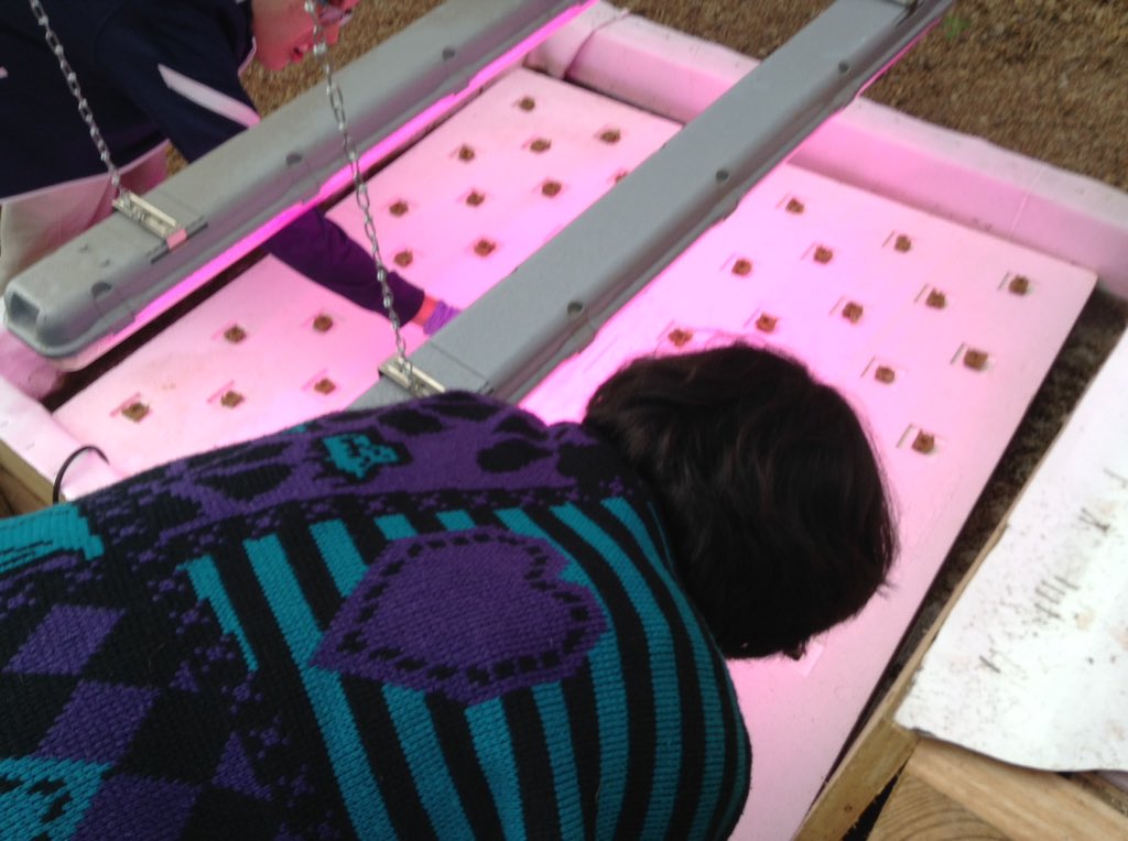 ACCSustainGo's tweet image. PEP students sowed first lettuce harvest via Career Center Aquaponics today! @Margaretchungcc #APSGreen