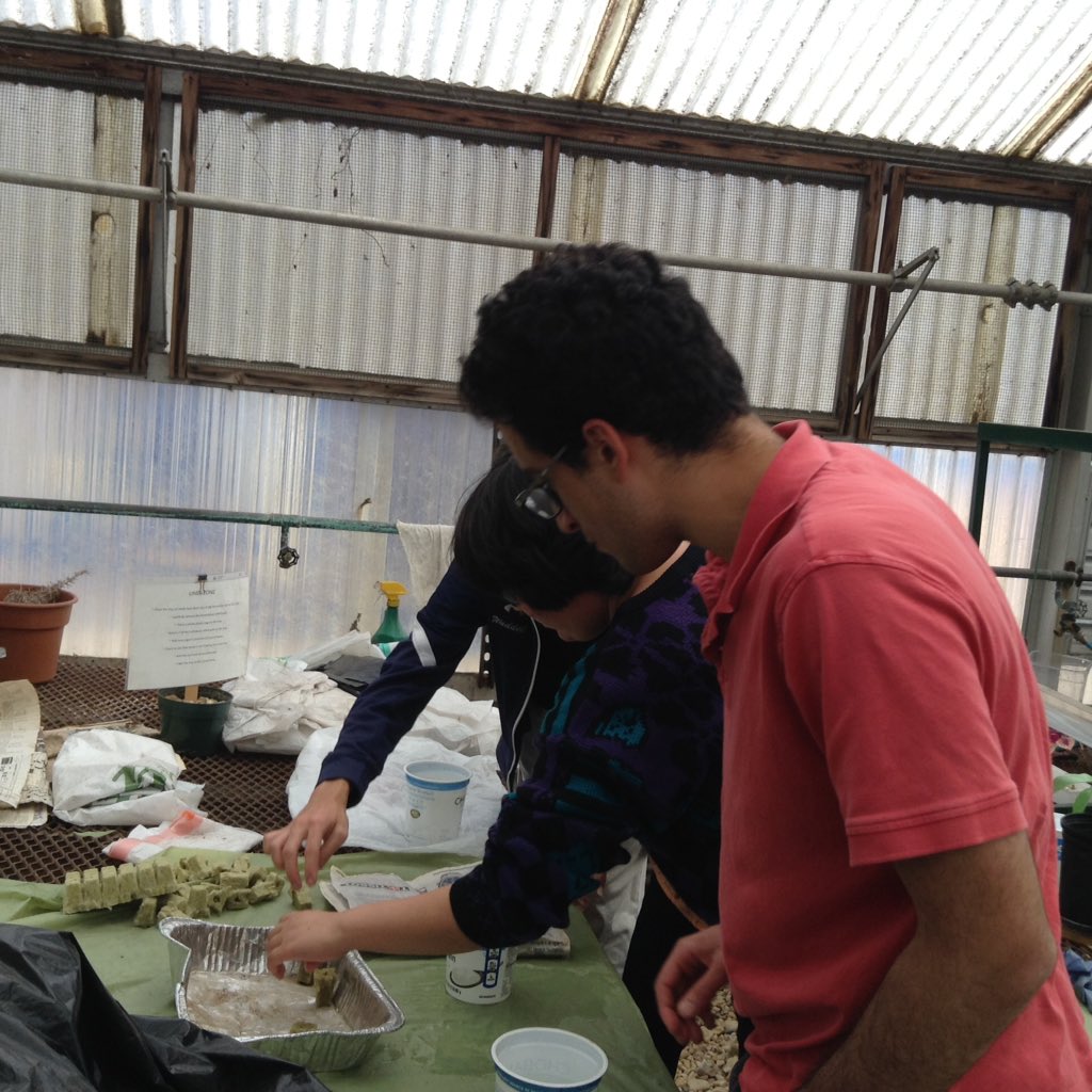 ACCSustainGo's tweet image. PEP students sowed first lettuce harvest via Career Center Aquaponics today! @Margaretchungcc #APSGreen