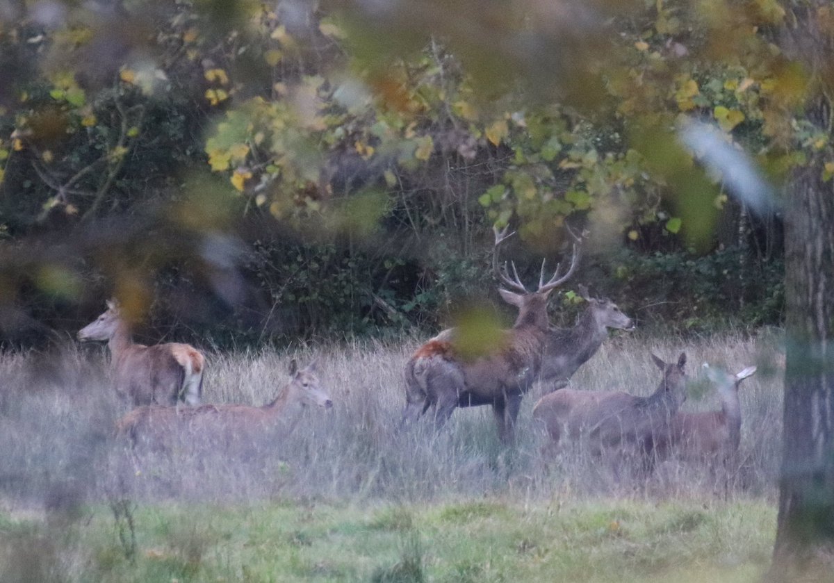 toinecooijmans's tweet photo. Dat je dan gewoon in #Brabant kunt blijven om edelherten te zien!             Dank voor de mooie bronstexcursie @InHetGroeneWoud SPPiLL #Liempde, @ARKNatuur en @Brab_Landschap. https://t.co/RoZqiZ2V1X
