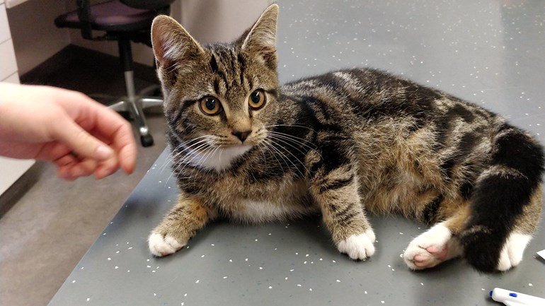 Is deze kitten vandaag in Waddinxveen, Almere, Groningen of Assen ingestapt bij een koerier? Het beestje is in ieder geval zijn baasje kwijt rtvd.nl/npqw