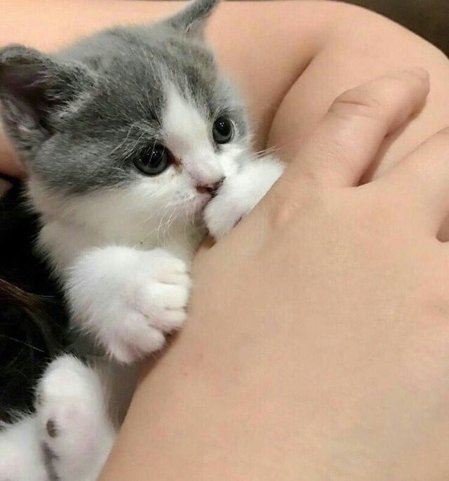 CatsBible's tweet image. 