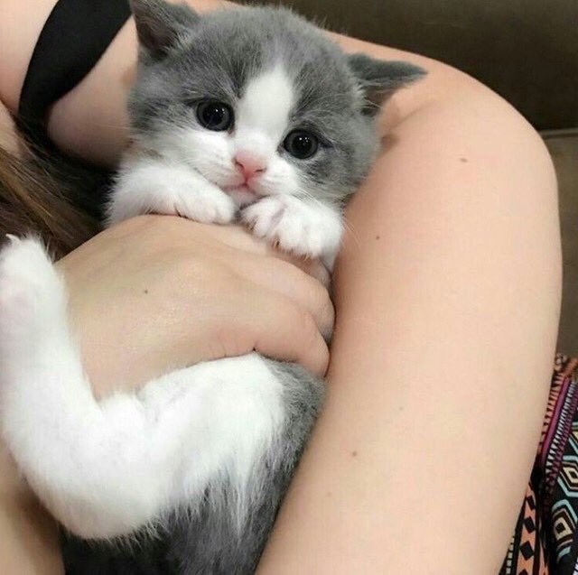 CatsBible's tweet image. 