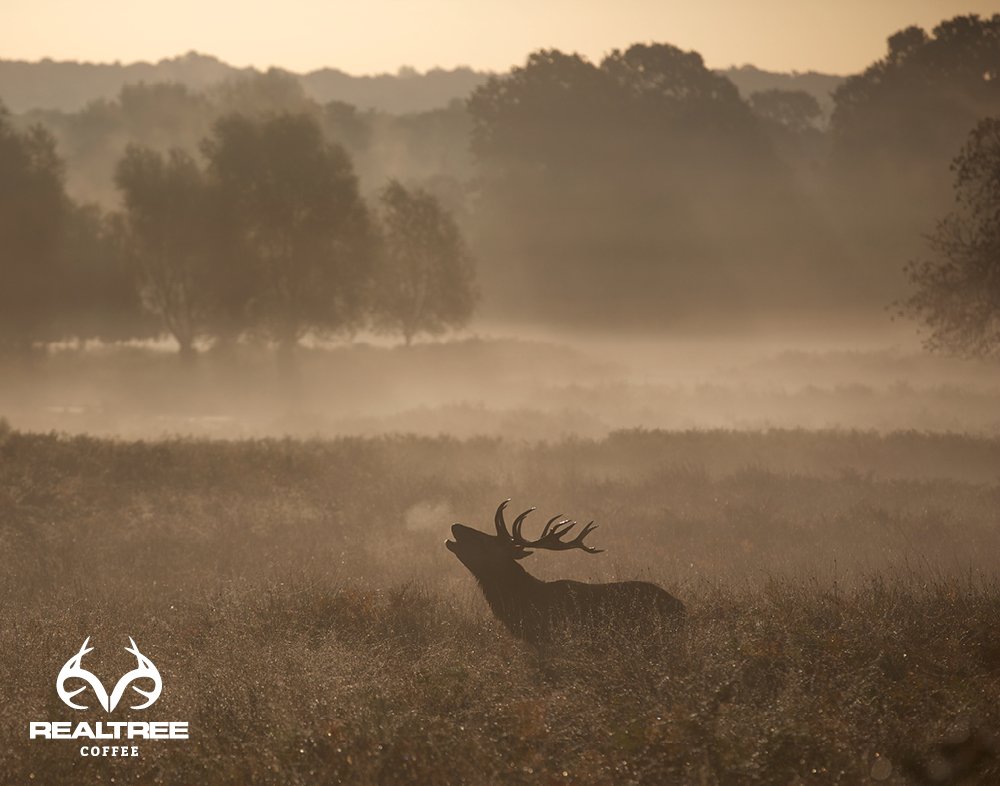 RealtreeCoffee's tweet photo. It’s almost Halloween, don’t scare the game in the morning. https://t.co/JP9EI7WZPe