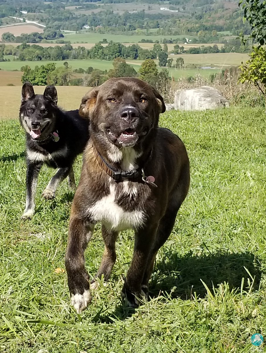 ifawglobal's tweet photo. Paddington was found lying in the road in a remote Canadian community, freezing &amp; near death. Luckily, through our Northern Dogs Project, he received life-saving veterinary care &amp; found a home. You can help dogs in urgent need &amp; all the animals we rescue: https://t.co/uiH58X9cIE https://t.co/g7Z4qymxU3