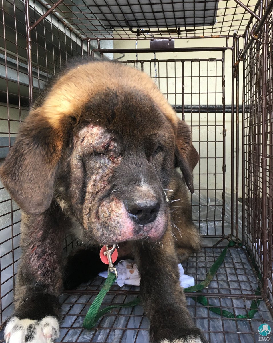 ifawglobal's tweet photo. Paddington was found lying in the road in a remote Canadian community, freezing &amp; near death. Luckily, through our Northern Dogs Project, he received life-saving veterinary care &amp; found a home. You can help dogs in urgent need &amp; all the animals we rescue: https://t.co/uiH58X9cIE https://t.co/g7Z4qymxU3