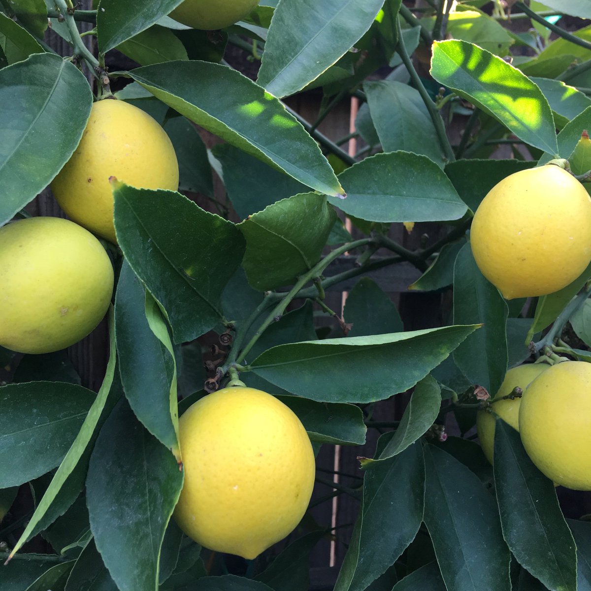 Four Winds Growers tweet media