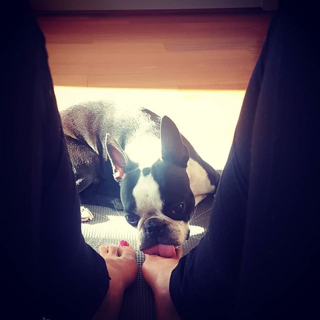 elguapotravels's tweet photo. The best and worst workout buddy #motivation #youcandoit #serenitynow #mindovermatter 💪😣
.
.
.
#bostonterriersofinstagram #bostonterrierlove #bostonterrier #bostonterrierpuppy #bostonterriernation #bostonterriercult #bostonterriers_feature #bostonter… https://t.co/ehBv5UZjHQ https://t.co/8CPpn1YQHF