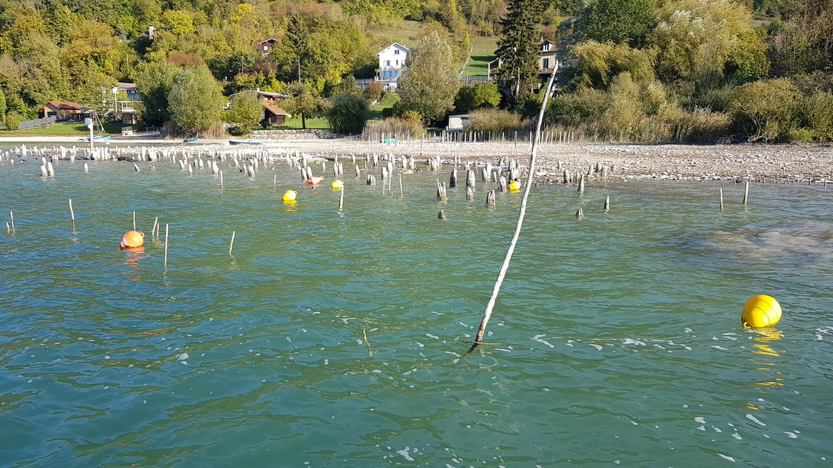 Le lac de #Paladru en Isère victime de la #secheresse ... Le niveau de l'eau a baissé d'un mètre 80, laissant apparaître la cité lacustre datant du XIème siècle.
Reportage dans #LE20H <a href="/TF1LeJT/">Natalia Kowalski</a>