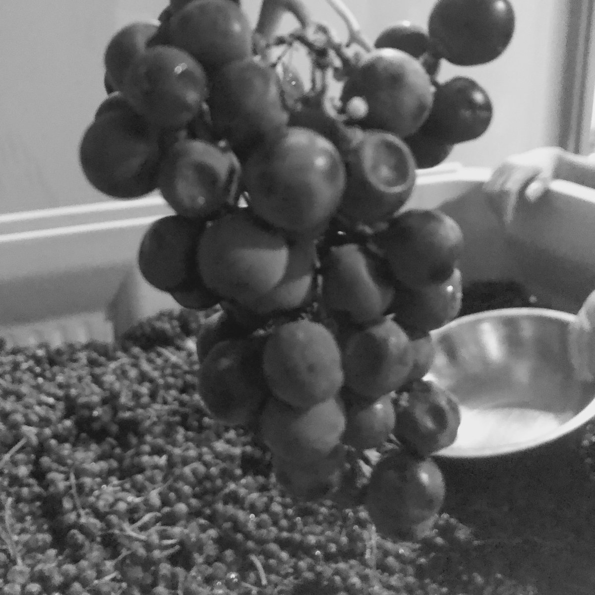 Our Cabernet Franc grapes are soon to be Rosé!  After a few days on skins, this Rosé is setting up to be a bold "strawberry" red color.  Can't wait for early 2019.