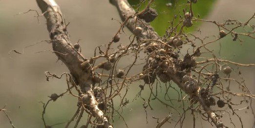 🌱 A tener en cuenta para la nueva campaña de #soja: ¿Está la oleaginosa limitada por nitrógeno? Un conocimiento clave para optimizar los rindes 👉news.agrofy.com.ar/noticia/177834… <a href="/intaargentina/">INTA</a> <a href="/INTAInforma/">INTA Informa</a>