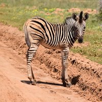 GAP__AFRICA's tweet photo. Its total gridlock on the roads at Shamwari Game reserve!! :D #gapafricaprojects #conservation #Africa #vnlife #vetnurse #vetstudent #gamereserve #studentadventure # fieldtrip https://t.co/snf0h3BkcD