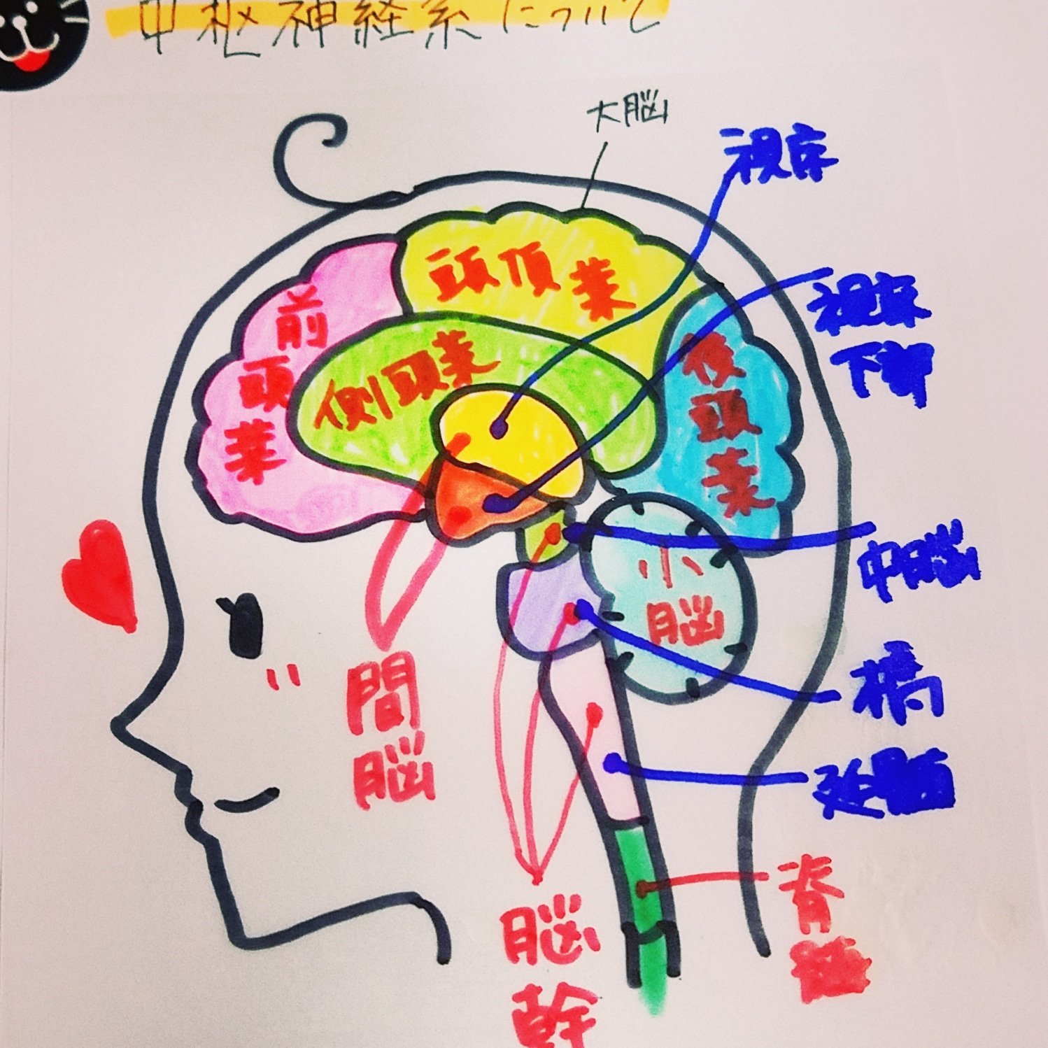 はま 看護勉強垢 脳って 継続して勉強しないと理解しずらい 頑張ろう 看護学生 看護学生と繋がりたい 看護学生4年目 かんごーる かんごろ 看護学生の勉強垢 看護学生さんと仲良くなりたい レビューブック レビューブック太っちょ計画