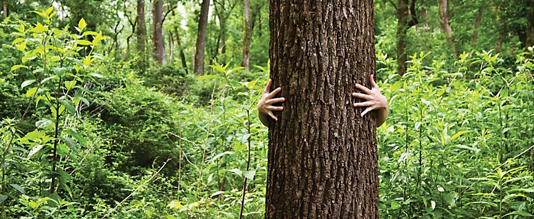 interdesign20's tweet image. Apprenez-en davantage sur le bois et la biophilie, leurs bienfaits sur nous et dans notre environnement bâti dans ce nouvel article de Stéphanie Savard.bit.ly/2q9VimE