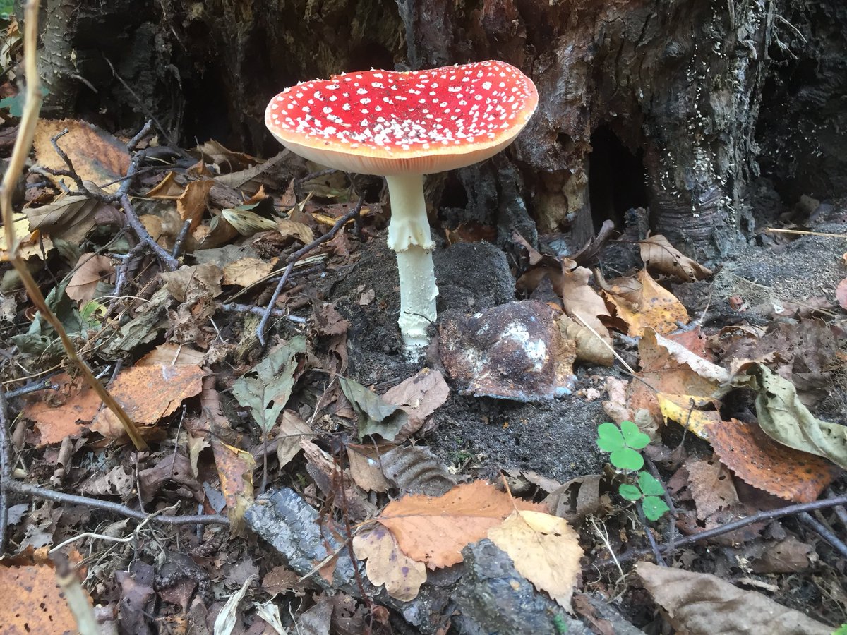 🍄in het JP Thijssenpark, hou van de herfst!