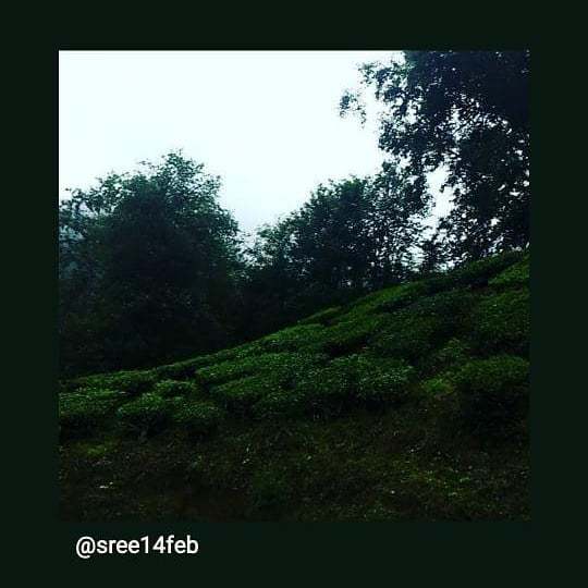 theleafmunnar's tweet photo. Munnar is beatiful than ever
#keralatourism #munnar #beatifulmunnar #neelakuriji #TheLeafMunnar #Myleafexperiance #weareatleaf #exploremyleaf #exploremunnar https://t.co/y9zsO6yJ9z https://t.co/Ho0tLNfW1U