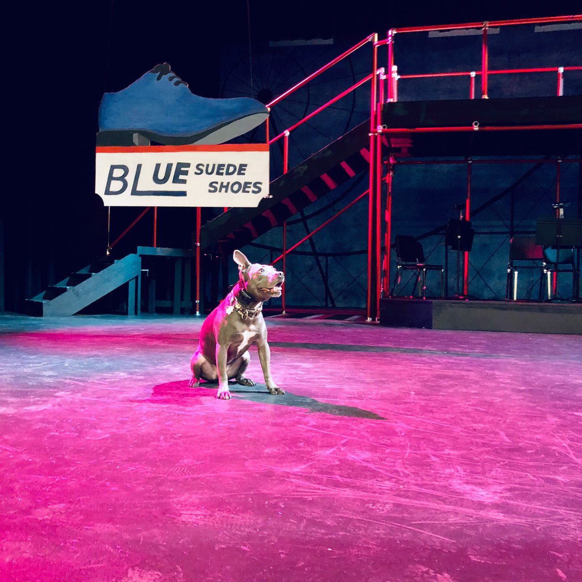 Come see #AllShookUpCHS this weekend!!!! and who knows maybe you’ll see a dog!