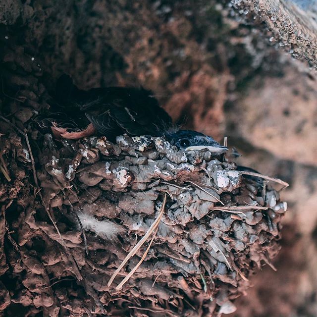Jacob_J_Stevens's tweet photo. As I was coming out of a lava tube I stumbled across the little nest filled with swallow chicks. These little fellas were so fluffy. #fluffychick #swallow #nest #lavatube #visualoflife #shootandshare #photographer #photographylife #cave #icecave #ice #cr… https://t.co/pPp5V5WQNp https://t.co/6HRY9HyiID