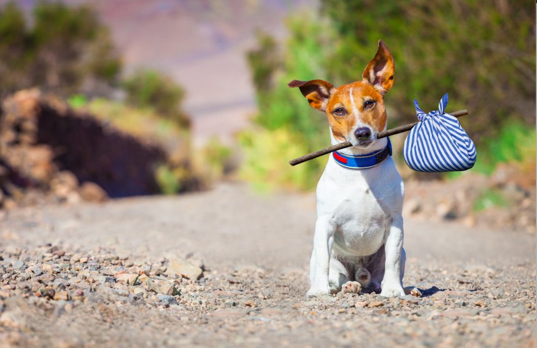Our doggie daycare is ideal for people who want their pet safe for a short time e.g. weddings, work commitments
