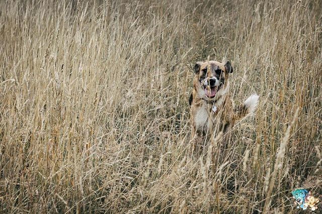 thepellmellpack's tweet photo. Ich versuche diese Woche tatsรคchlich mal die Thementage zu verwenden. Daher hier ein Bild zum #actionwednesday auch wenn ihr die Action mit der Lupe suchen mรผsst.
Enki hatte so einen Spaร in der Wildblumenwiese und war mit Warpgeschwindigkeit unterwegs. โฆ https://t.co/IpKGwt9IbO https://t.co/QECzeGEKuH