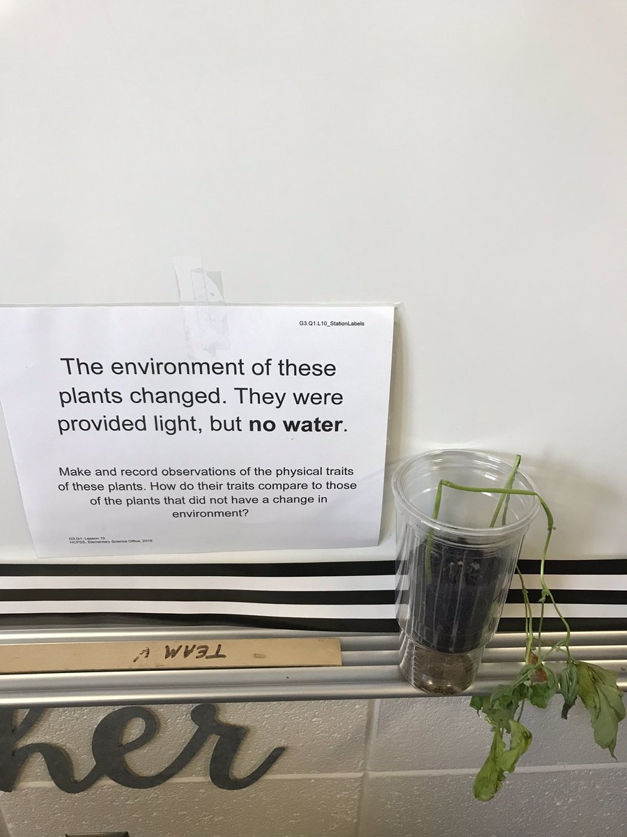 MrsTrodden's tweet photo. Science investigation: Will environmental factors affect the traits (behavioral and physical) of a plant? @HCPSSElemSci https://t.co/rqwTyjqzWT